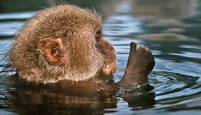 Small monkey sat in water with his thumbs up