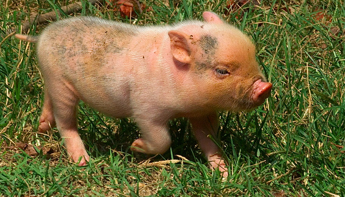 Piglet trotting across some grass